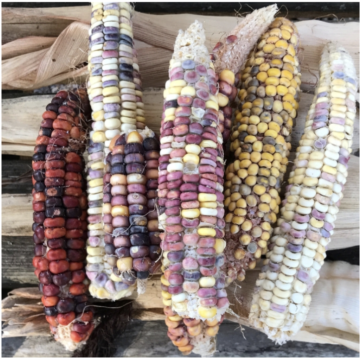 Seed from this corn grown in 2022, using seeds from the Cherokee Nation Seed Bank